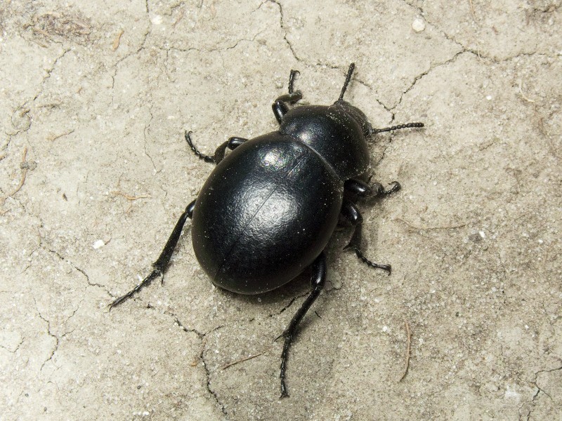 Gnaptor spinimanus (Pallas, 1781)